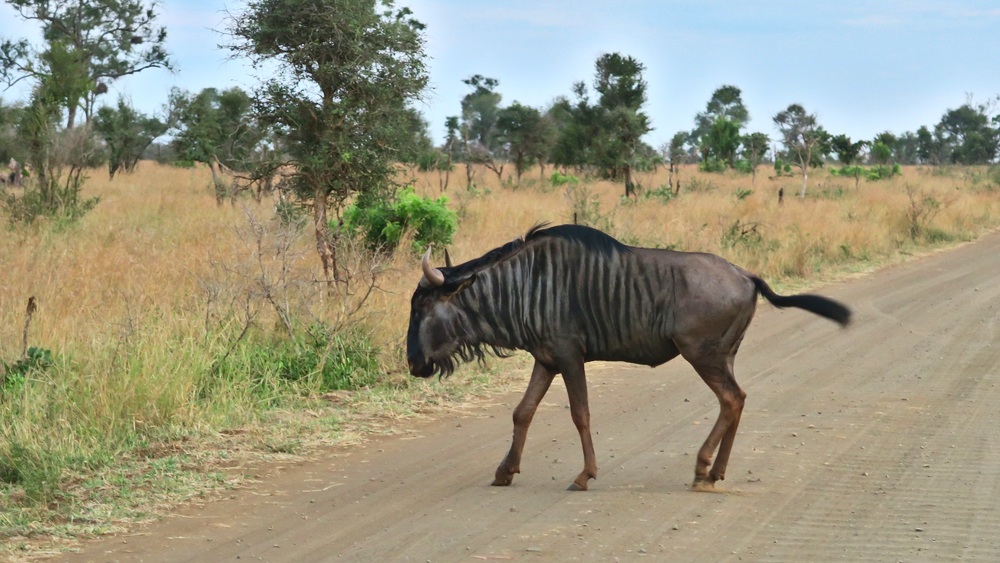 Antilope 2