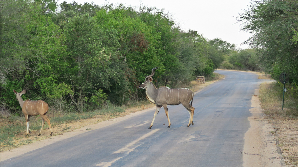 Antilope 3