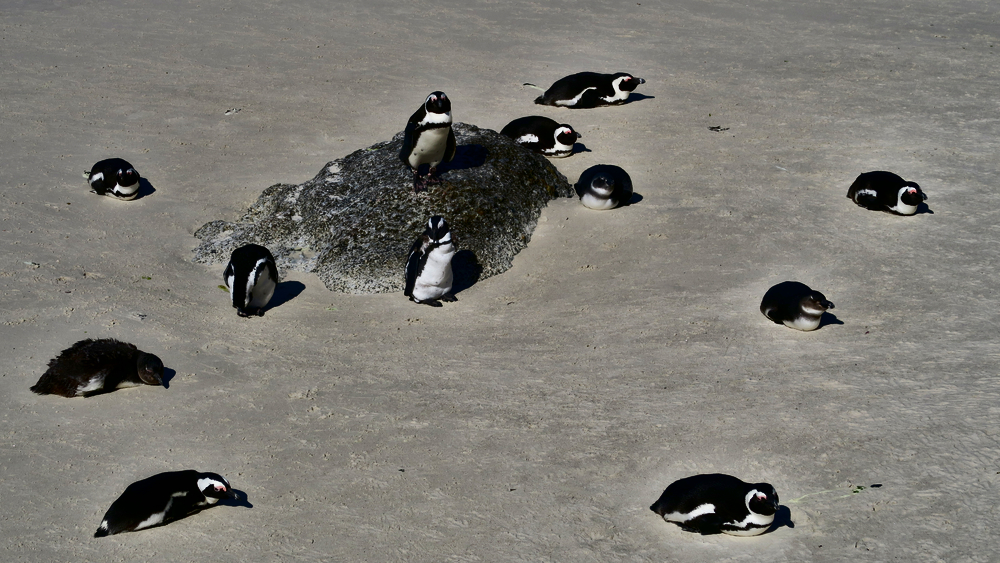 Boulder's Beach