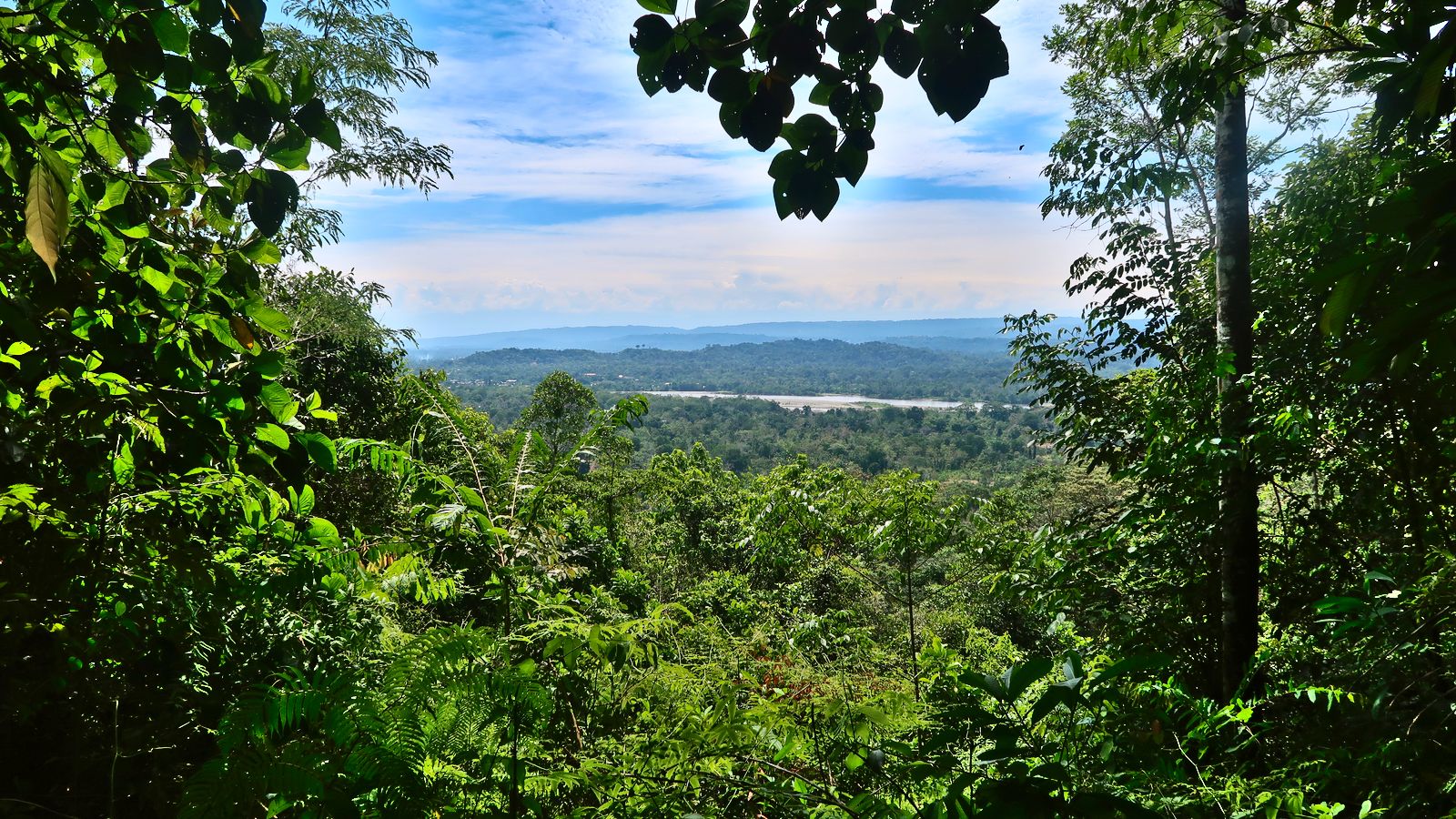 Descubrir la Selva