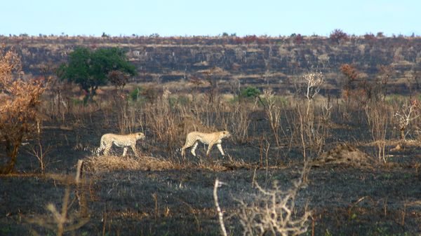 Kruger National Park